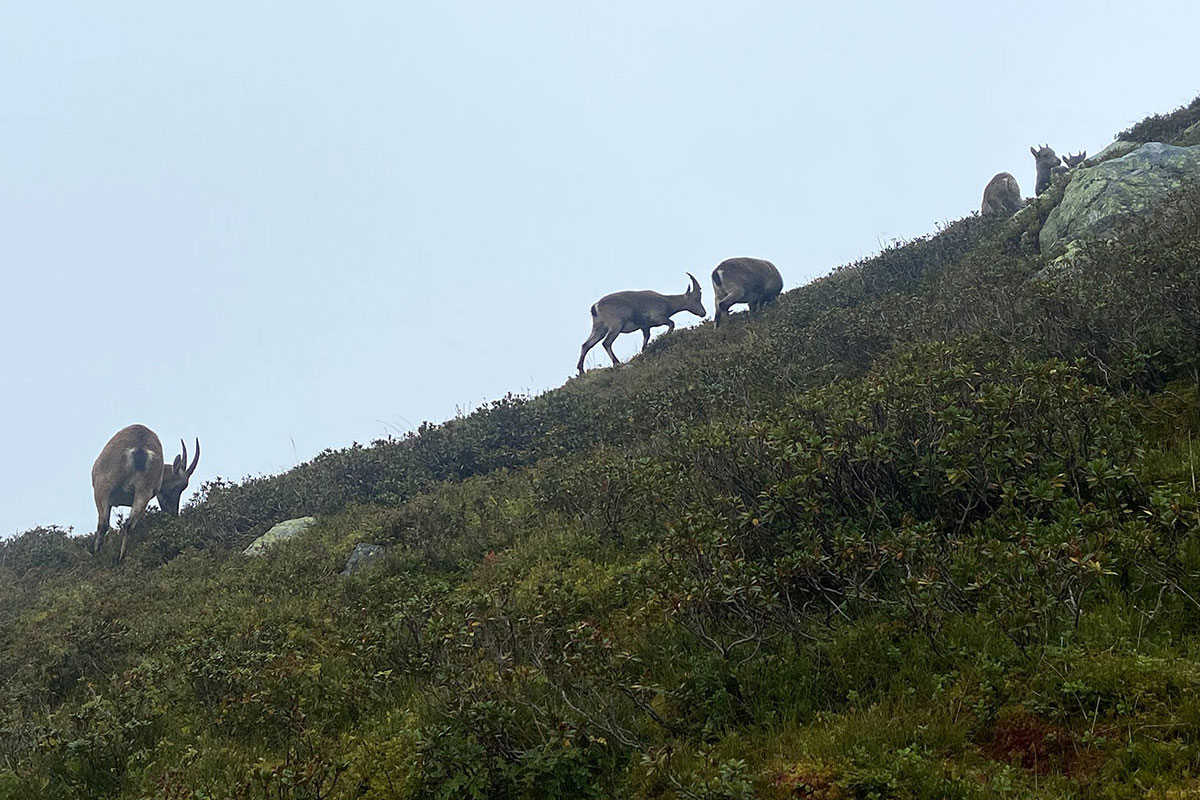 Berner Oberland 2021: Gämsen (Foto: Uta Respondek)