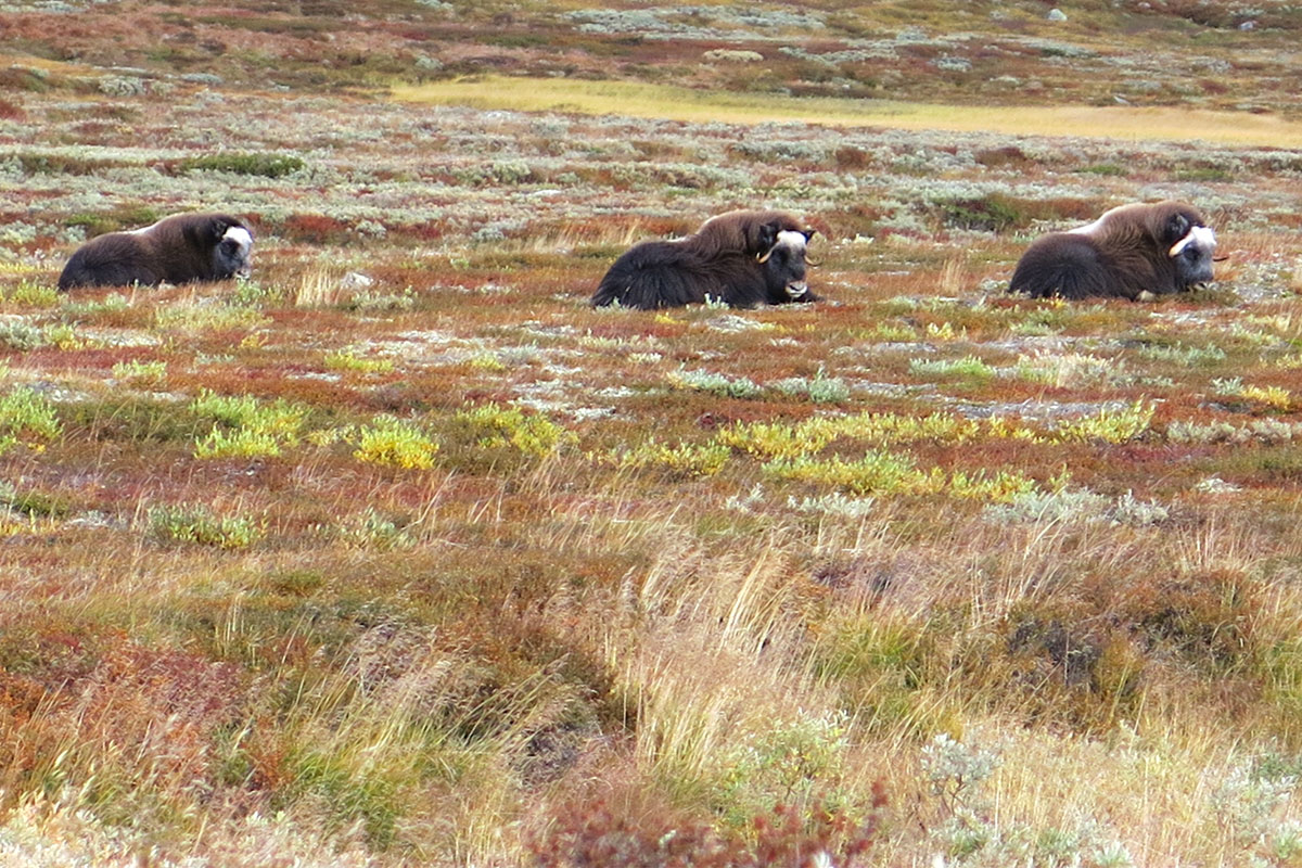 2021 Dovrefjell: Moschusochsen (Foto: Matthias Michalowski)