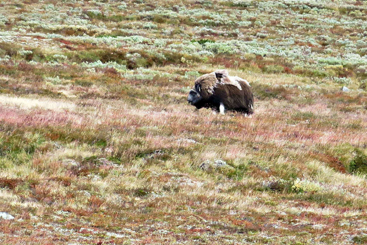 2021 Dovrefjell: Moschusochsen (Foto: Matthias Michalowski)