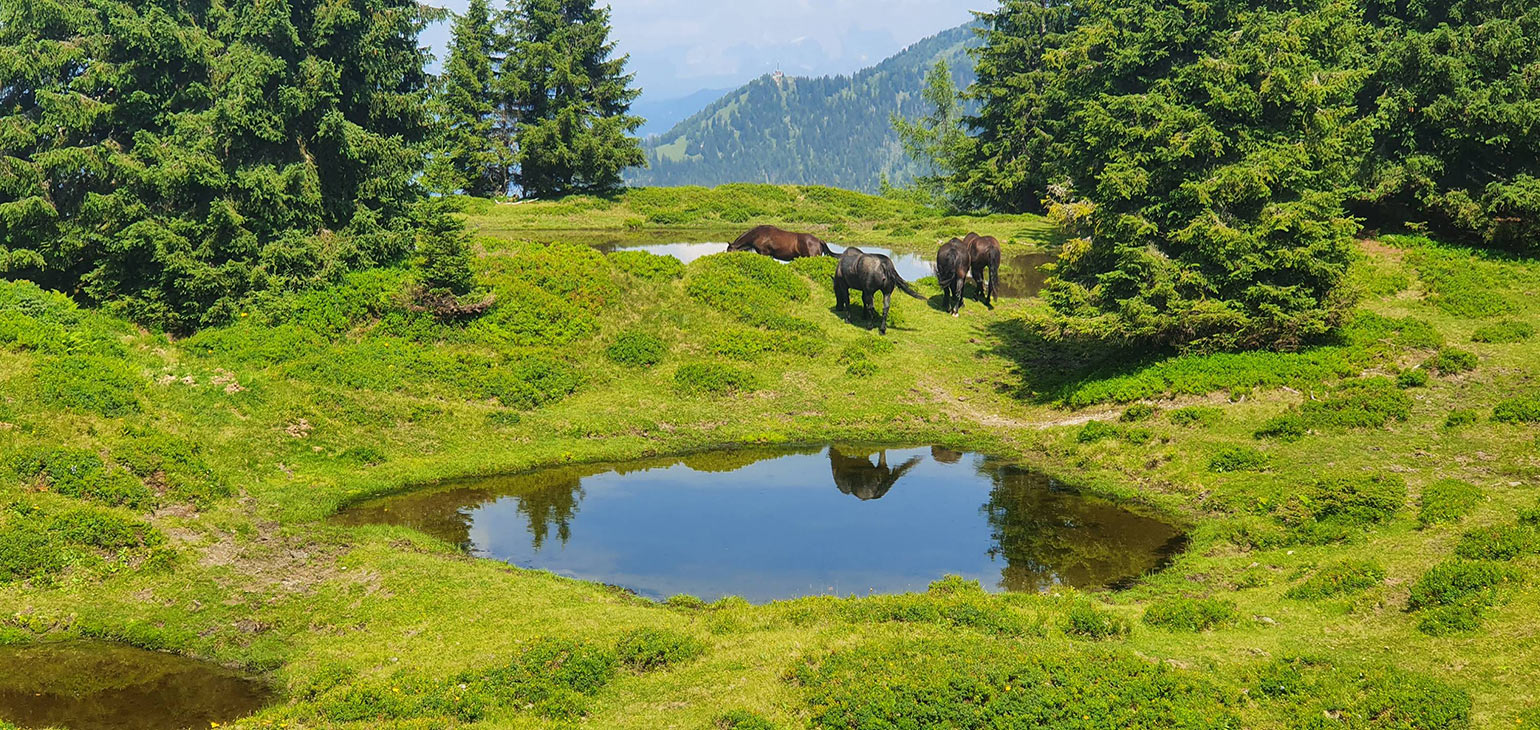 Gastein-Trail 2021 (Foto: Sandy Künster)