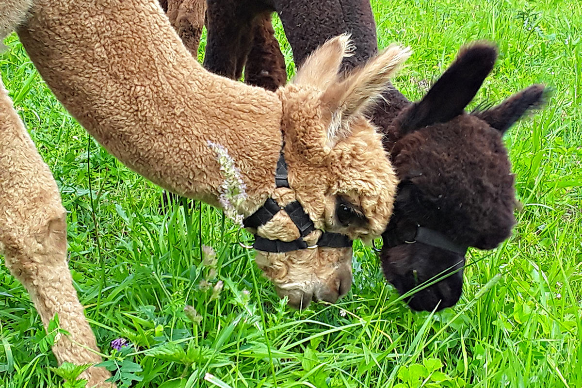 Alpakatouren am Rennsteig: Alpakas in Masserberg (Foto: Inge Stoy)