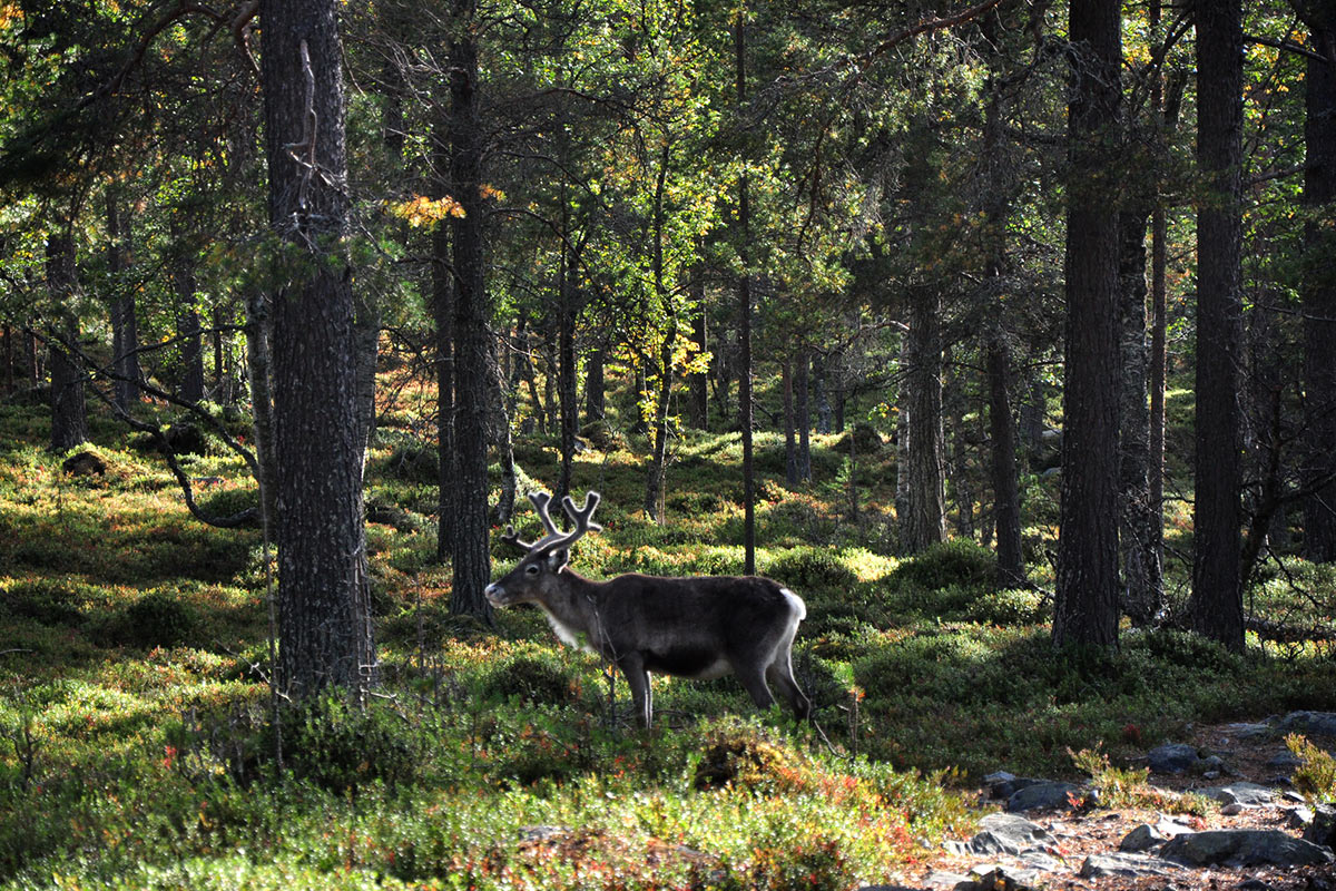 2021 Norwegen (Foto: Klaus Wahl)