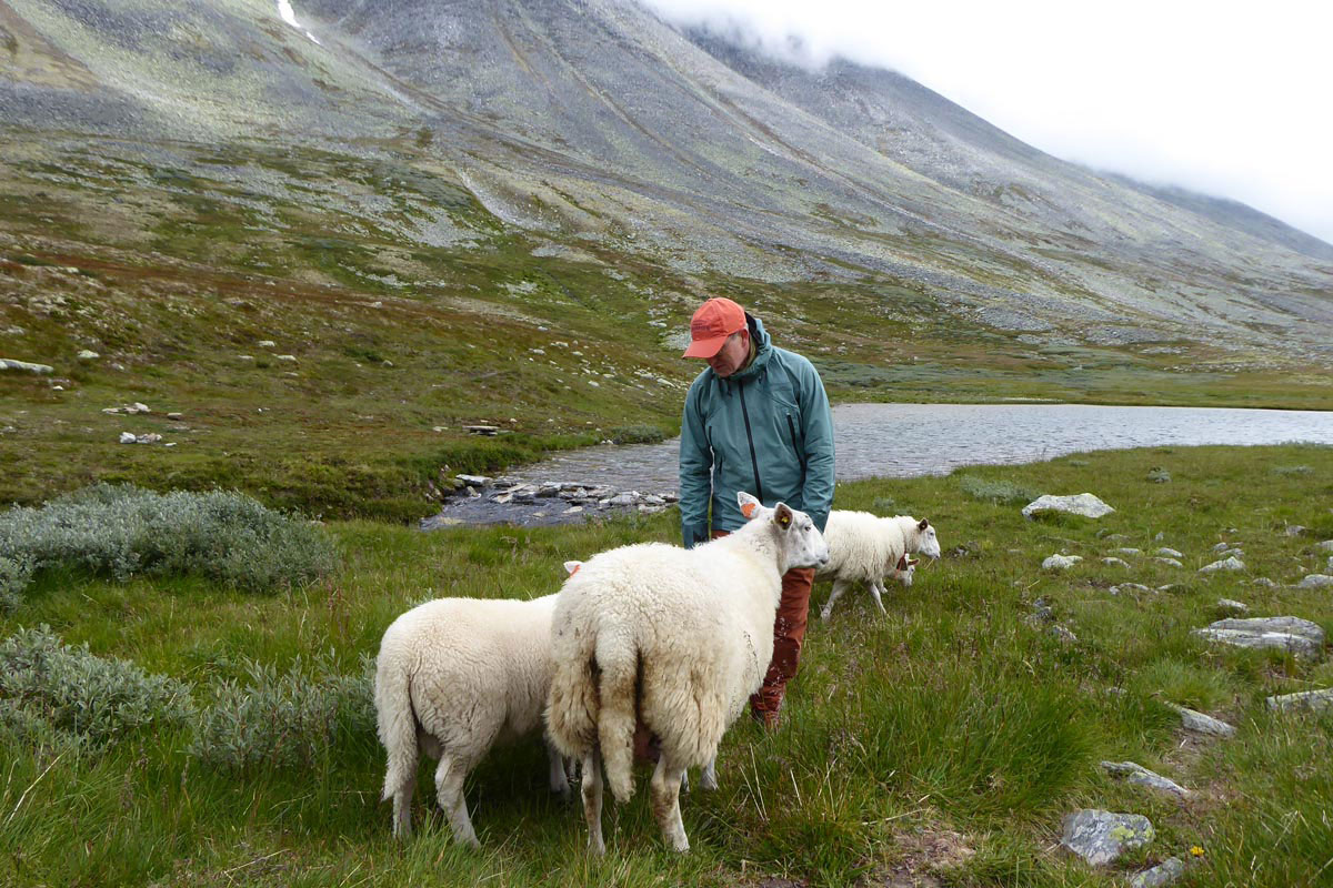 Rondane: mein Name ist Schäfer (Andrea Schäfer)