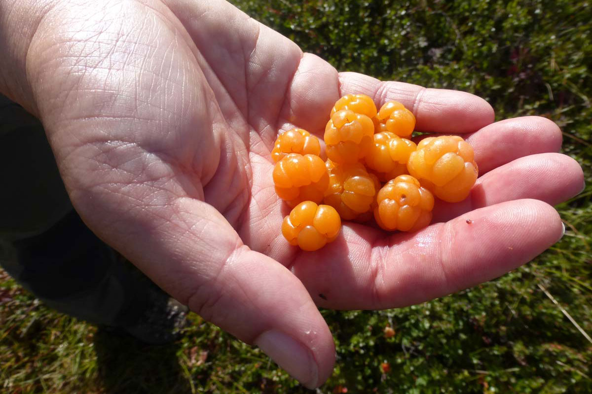 Rondane: Moltebeeren (Andrea Schäfer)