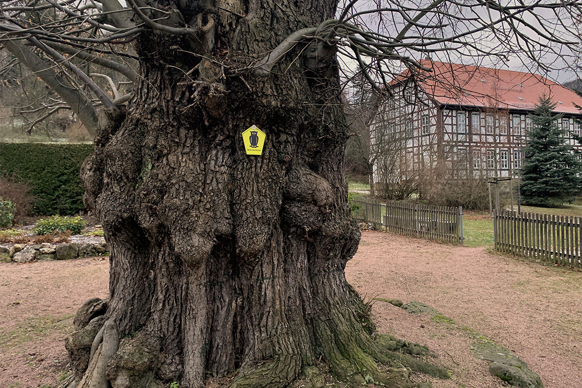 2021 Schmoddertour: Alte Linde in Thal (Foto: Andreas Kuhrt)