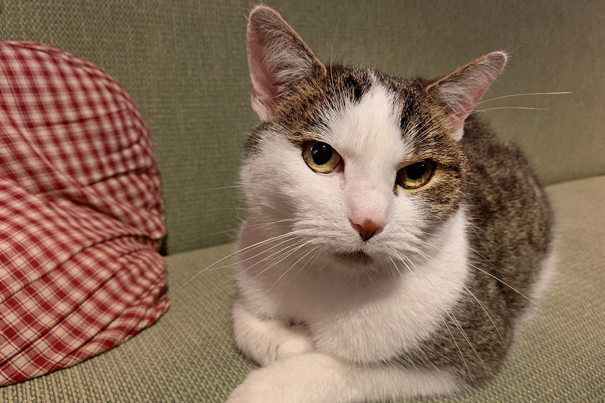 2021 Schmoddertour: Hauskatze im Landgasthof "Frische Quelle" in Mosbach (Foto: Andreas Kuhrt)