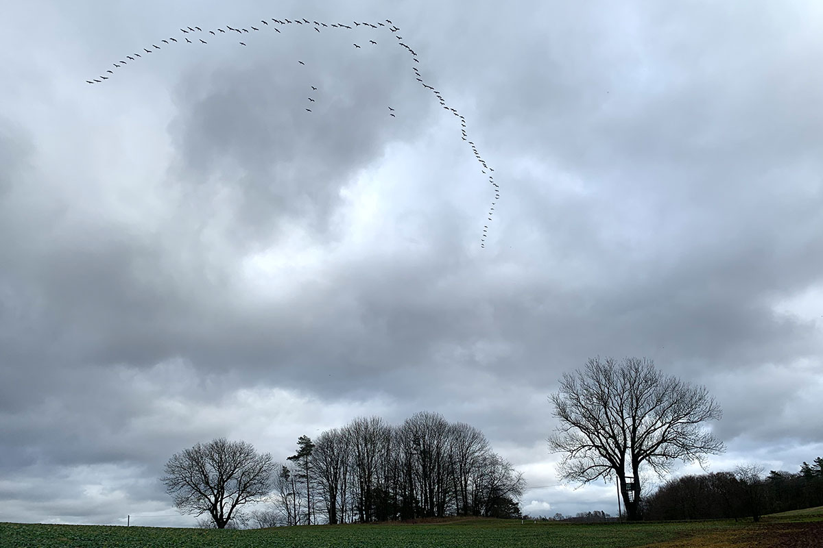 2021 Schmoddertour: Kranichflug am Milmesberg (Foto: Andreas Kuhrt)