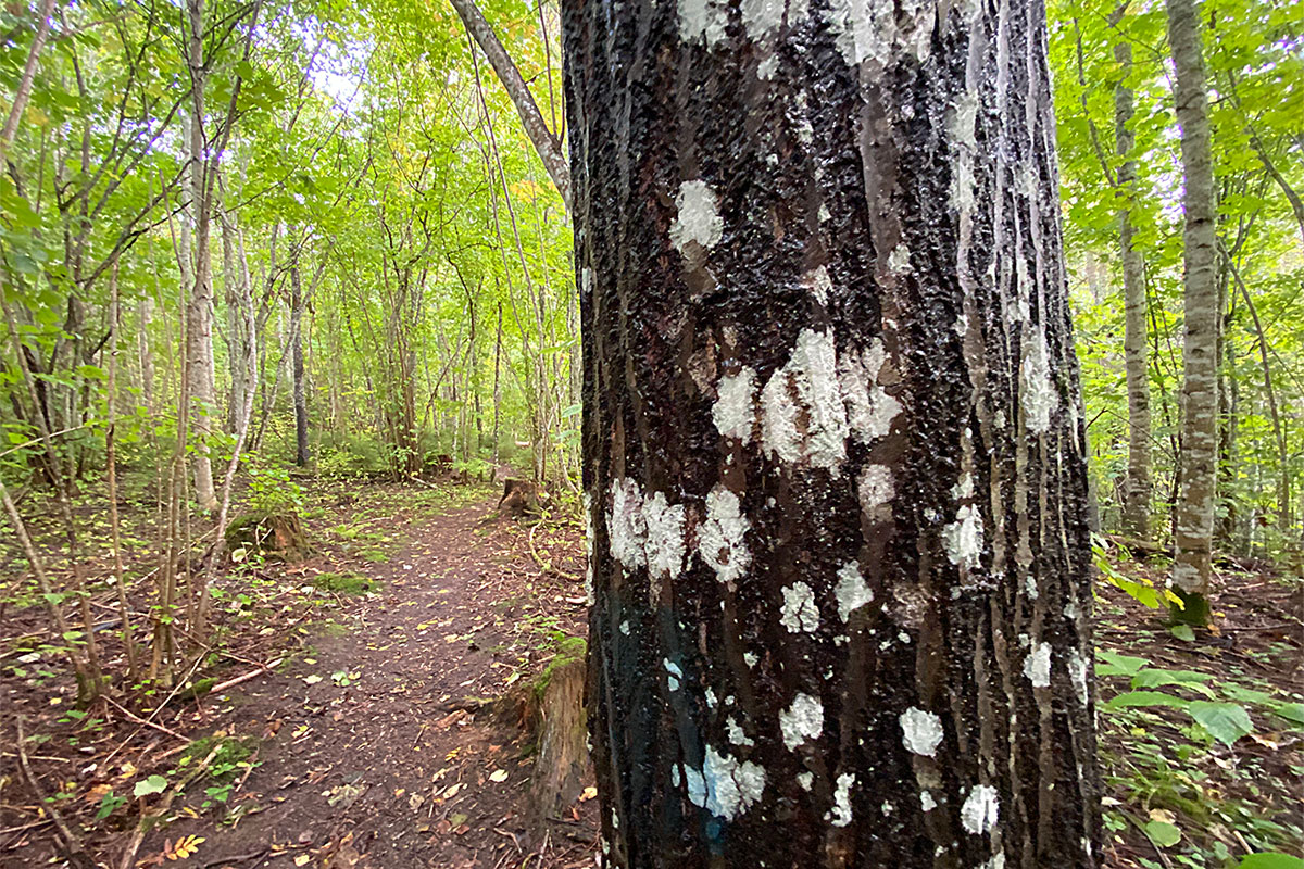 2022 Estland: Loodi: Paistu-Wanderweg (Foto: Andreas Kuhrt)