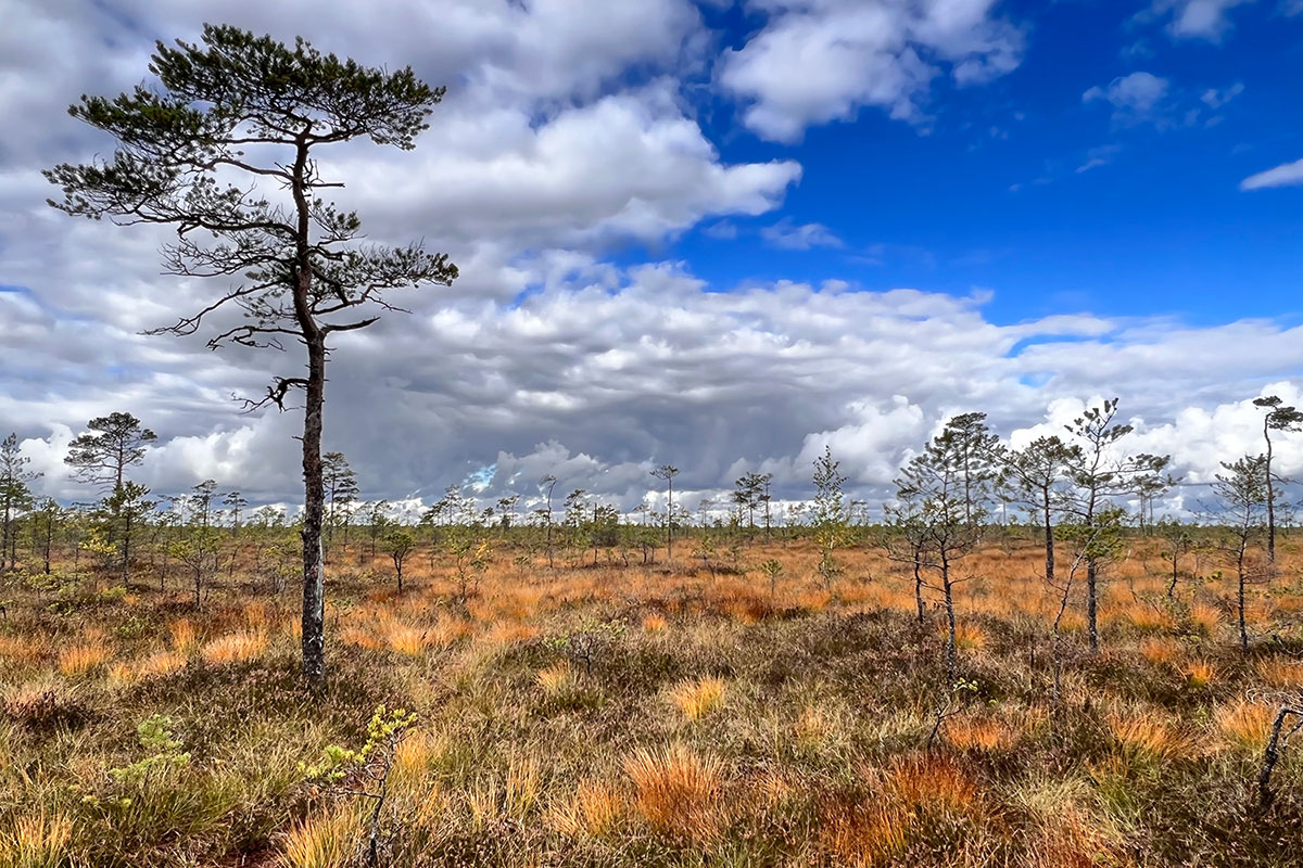 2022 Estland: Soomaa NP: Kuresoo-Moor (Foto: Manuela Hahnebach)