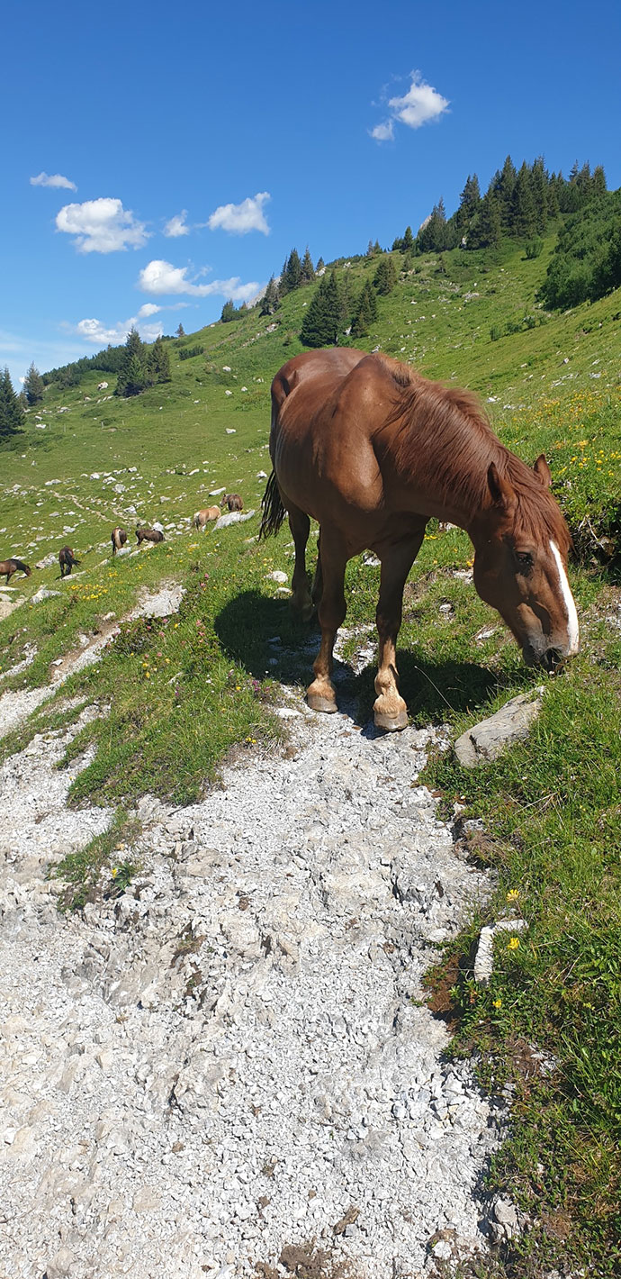 2022 Lechquellengebirge: Weg zur Freiburger Hütte (Foto: Christian Lange)