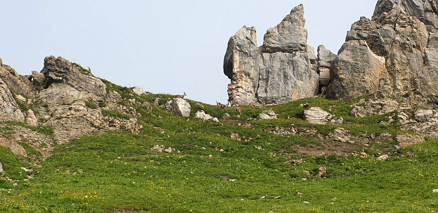 2022 Lechquellengebirge: Steinböcke (Foto: Christian Lange)