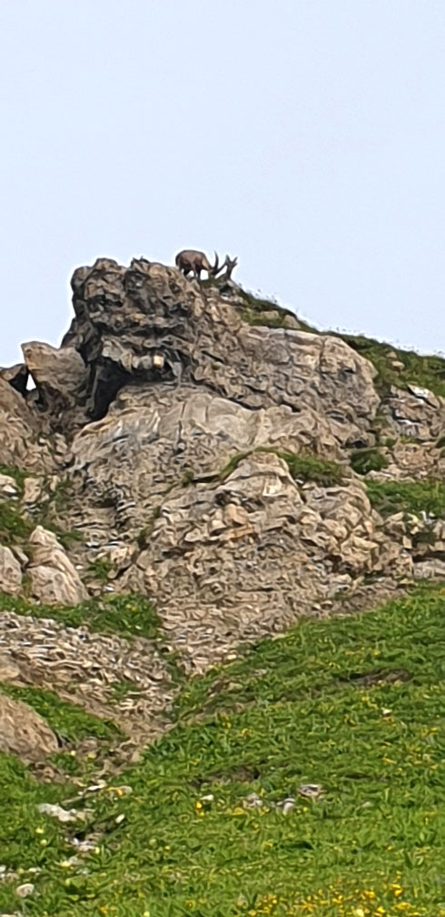 2022 Lechquellengebirge: Steinböcke (Foto: Christian Lange)