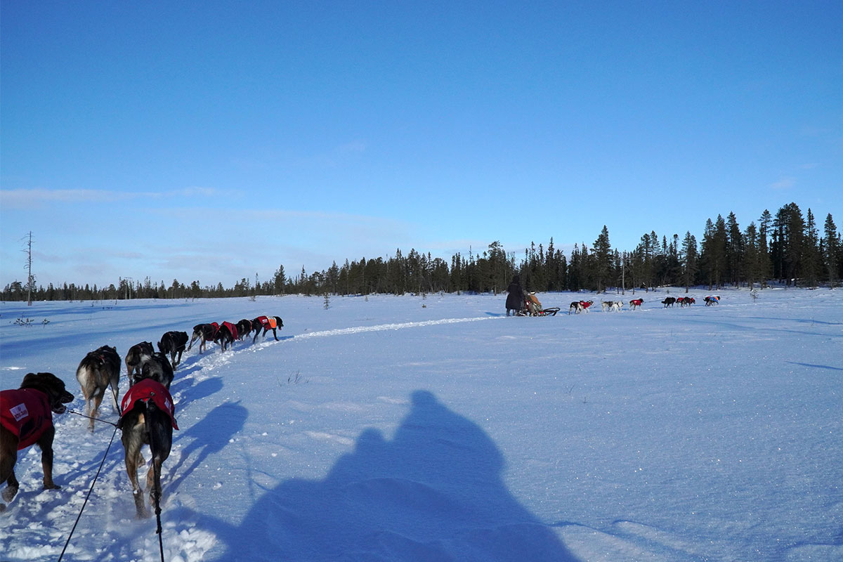 2022 Jämtland, Schweden: Hundeschlittentour (Klaus Wahl)