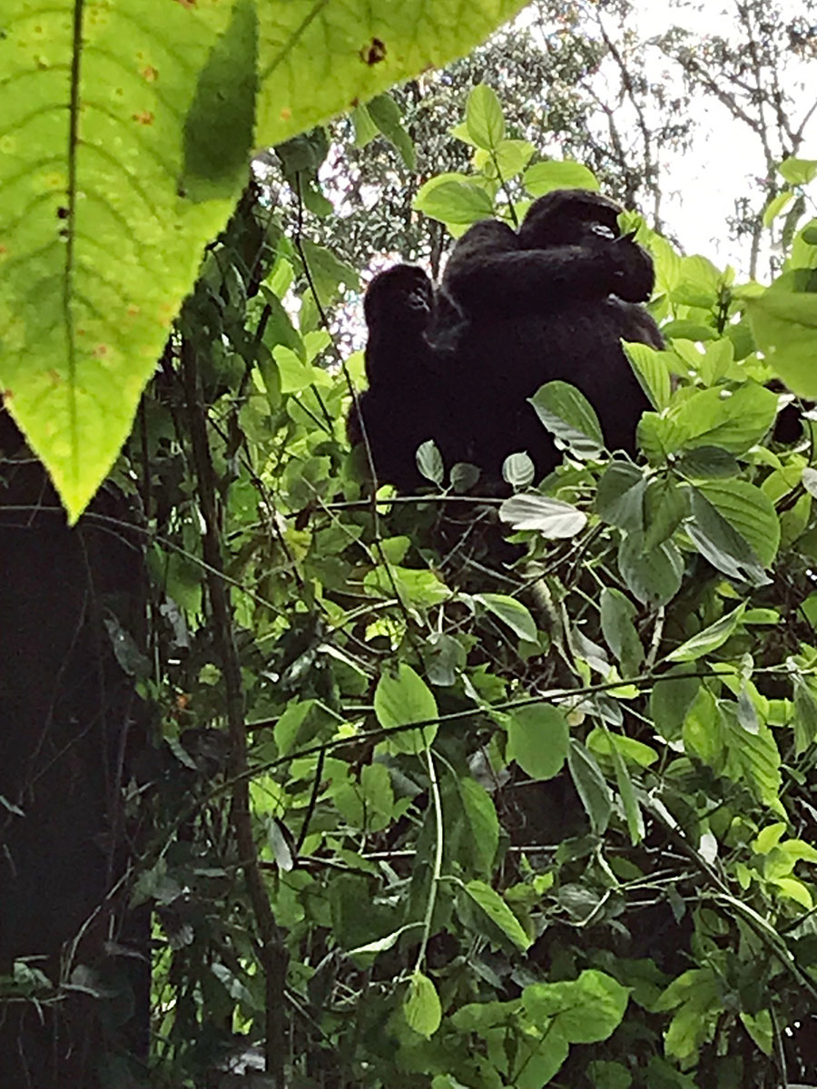 2022: Uganda: Bwindi Forest Nationalpark: Berggorillas (Foto: Sybille Hörle)
