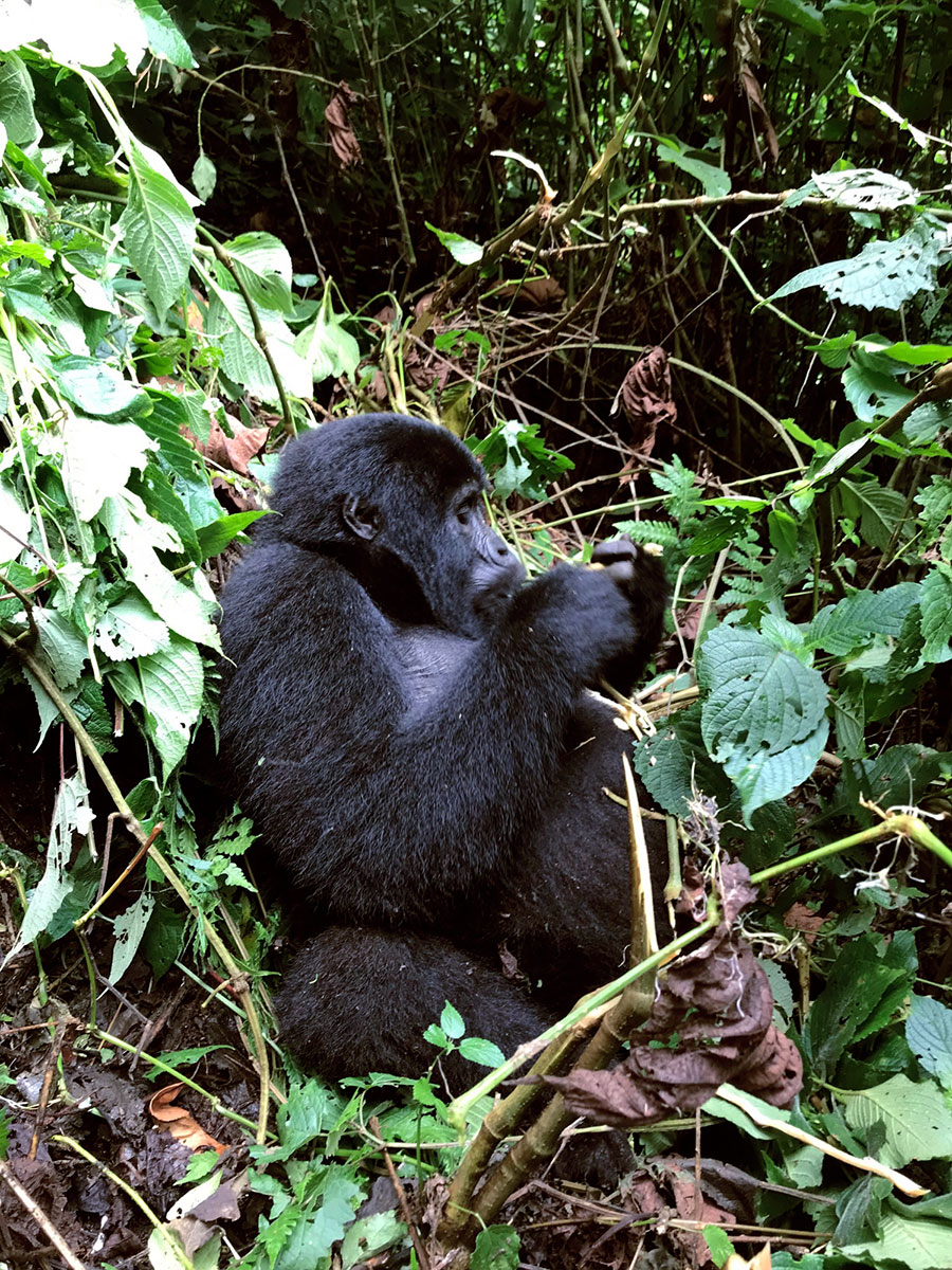 2022: Uganda: Bwindi Forest Nationalpark: Berggorillas (Foto: Sybille Hörle)