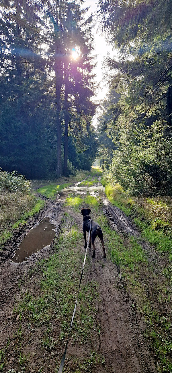 Gipfelwanderweg Goldlauter-Heidersbach (Christian Lange)