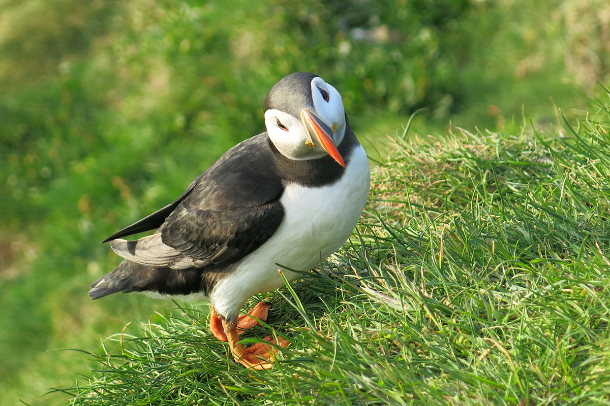 Färöer 2023 (Skadi + Matthias Michalowski)