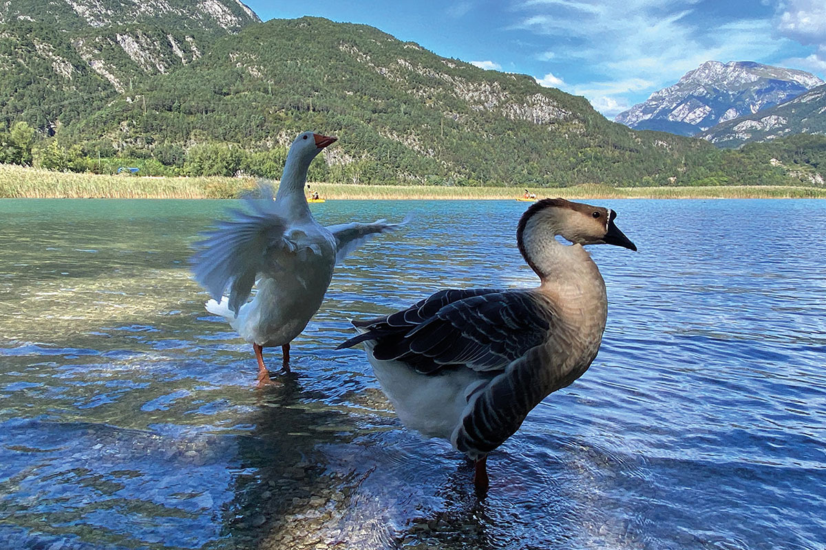 Friaul 2023: Gänse am Lago di Cavazzo (Andreas Kuhrt)