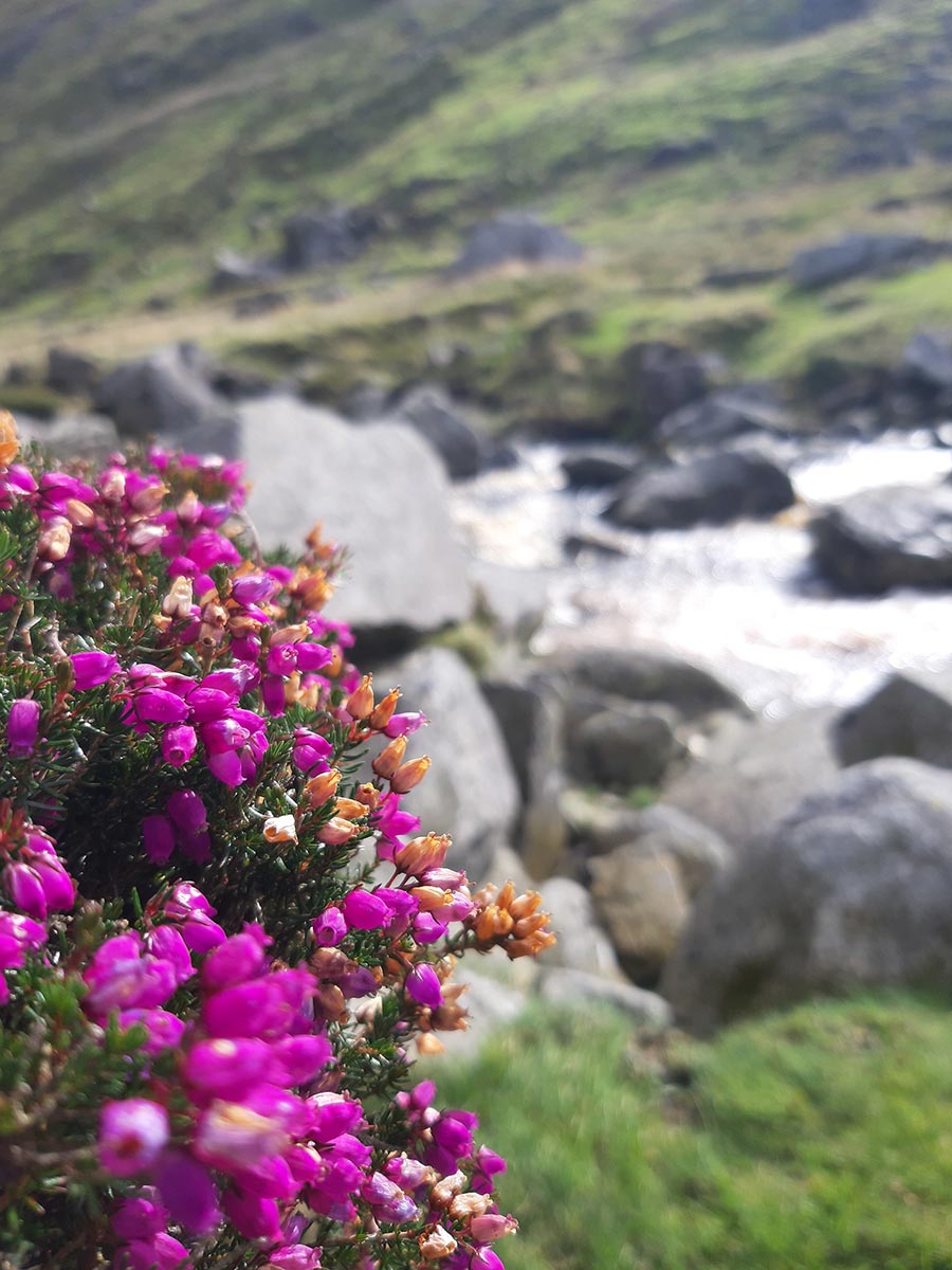 Irland 2023: Wicklow Mountains: Glendelough (Ina Ehrhardt)