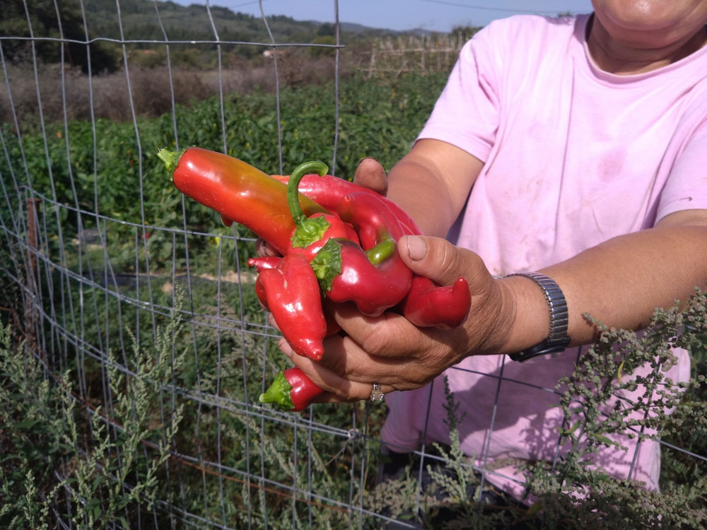 Korfu-Trail 2023: Paprika (Moni + Dietrich Schild)