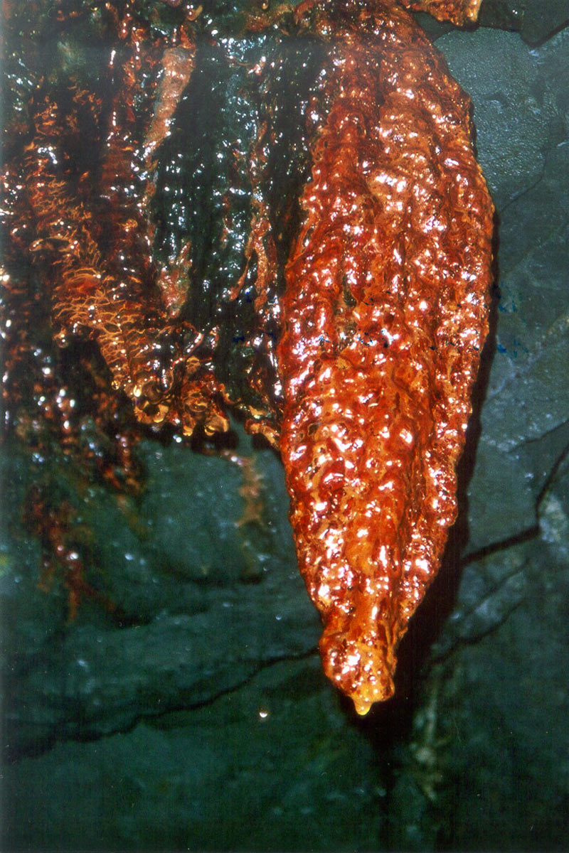 Besucherbergwerk Lehesten: Stalagtit nach 40 Jahren (Foto: Werner Liebeskind, Lehesten)