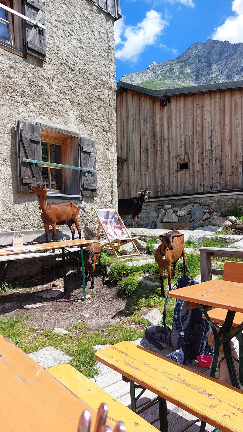 2022: Zillertal: Feldkopf: Greizer Hütte (Foto: Olaf Färber)